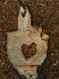 High angle view of tree stump on field