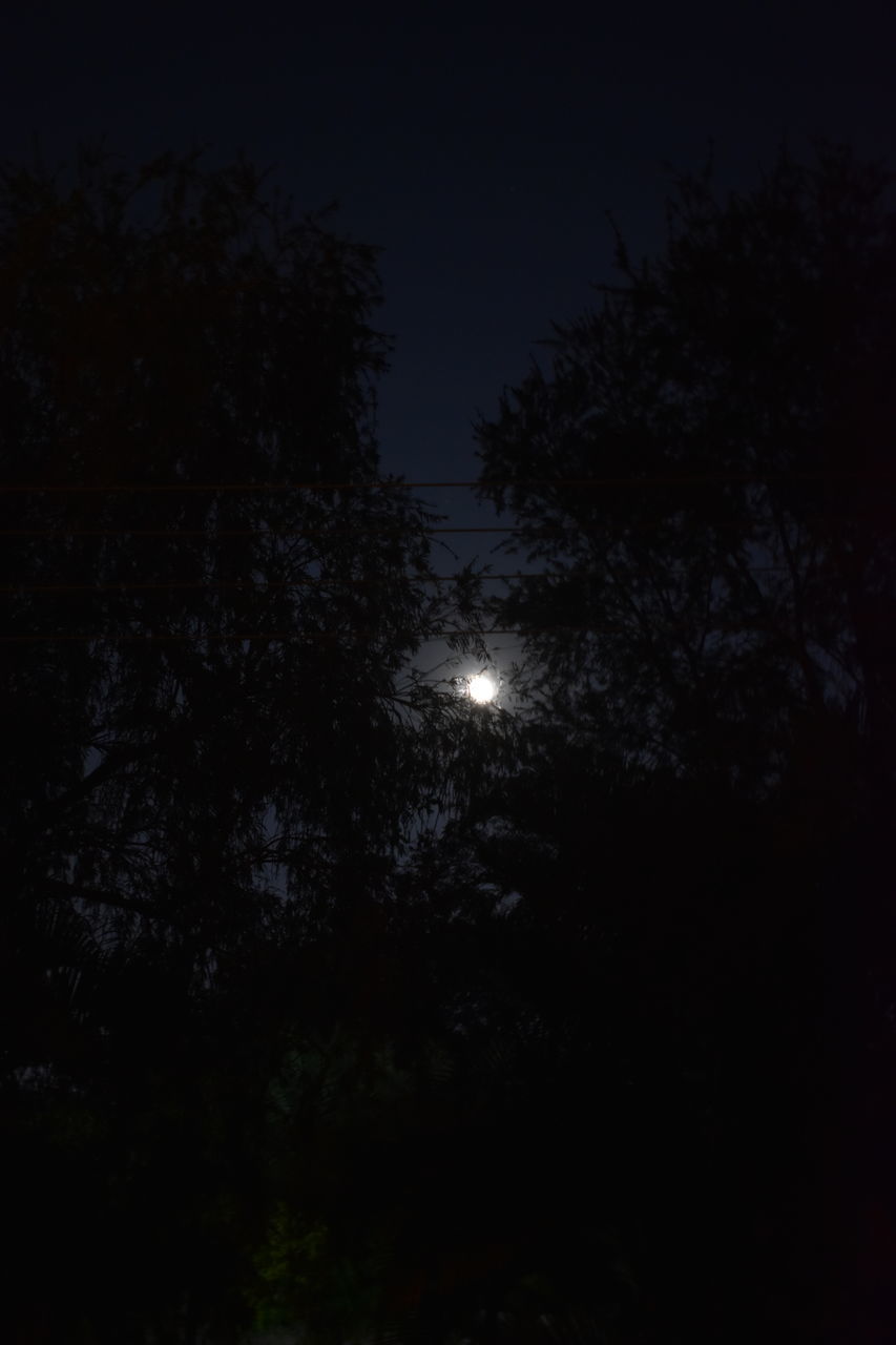 tree, moonlight, plant, darkness, night, moon, sky, midnight, tranquility, no people, nature, beauty in nature, full moon, astronomical object, light, low angle view, silhouette, dark, tranquil scene, scenics - nature, astronomy, growth, space, outdoors, branch, star, illuminated