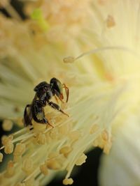 Close-up of bee on flower