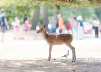 Deer in nara. japan.