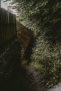 An overgrown path in a lush forest behind a building