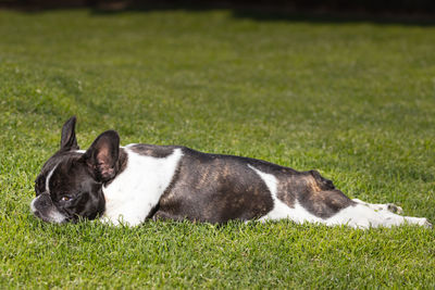 Dog relaxing on field