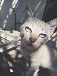 Close-up portrait of cat