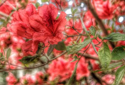 Close-up of red flowers