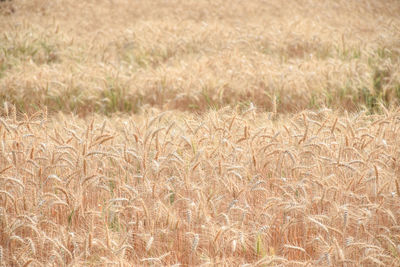 Rice field.