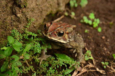 High angle view of frog on field