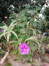 Close-up of flowers growing on tree