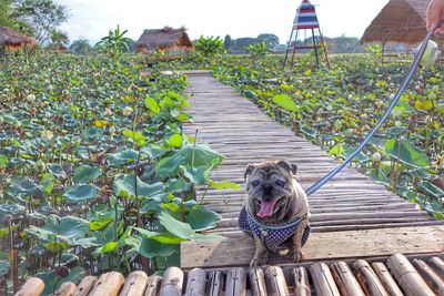 Dog amidst plants