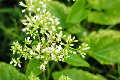Close-up of white flowering plant