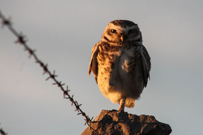 Portrait of owl perching on rock against clear sky