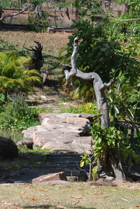 Trees in park