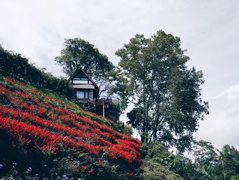 Low angle view of flowering tree against sky