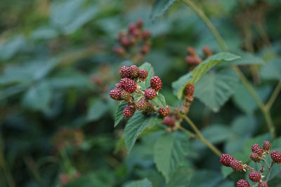 Close-up of red berries on plant