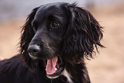 Close-up portrait of dog