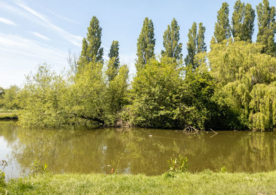 Scenic view of lake in forest against sky