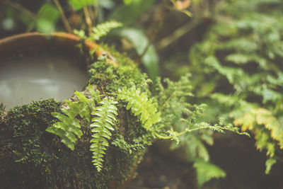 Close-up of fern leaves