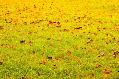 Full frame shot of plants on field