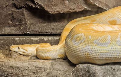 Close-up of a lizard on rock