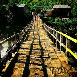 Boardwalk amidst trees