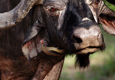 Close-up of bird on cape buffalo