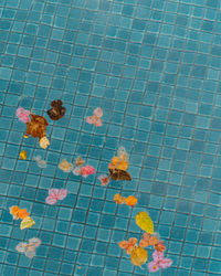 High angle view of leaves floating on water