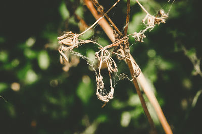 Close-up of spider web on plant