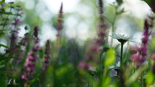 plant