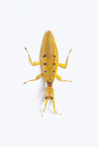 Close-up of insect on white background