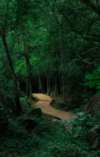 Footpath amidst trees in forest