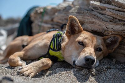 Close-up of dog relaxing on rock