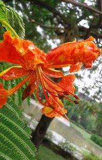 Close-up of orange flowers on tree