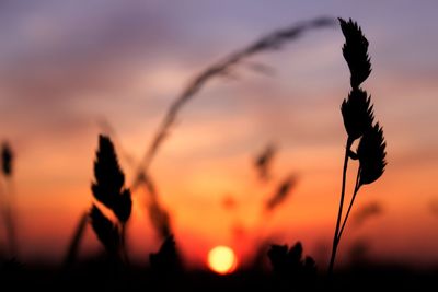 Close-up of silhouette plants against sky during sunset