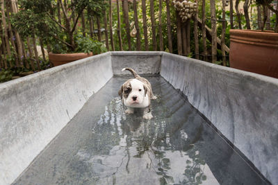 Portrait of dog standing in water