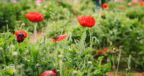 Close-up of red poppy flowers growing on field