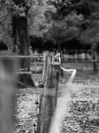 View of bird on fence