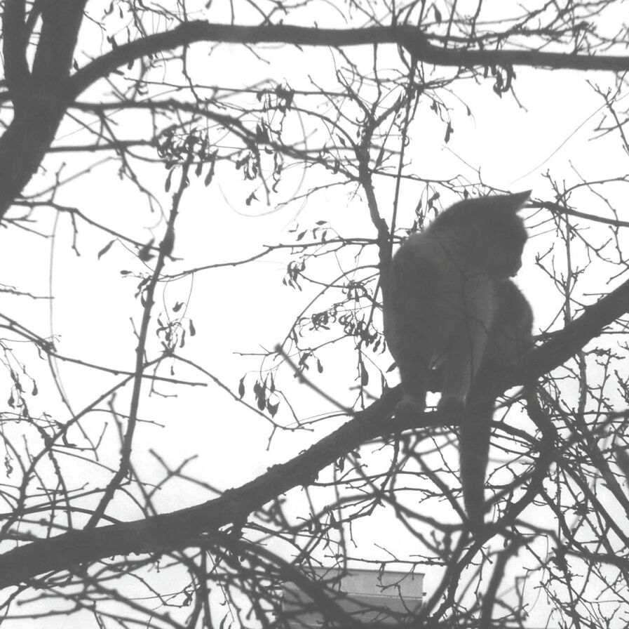 LOW ANGLE VIEW OF SILHOUETTE BIRD ON TREE