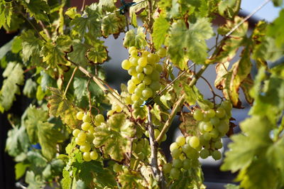 Close-up of berries growing on tree