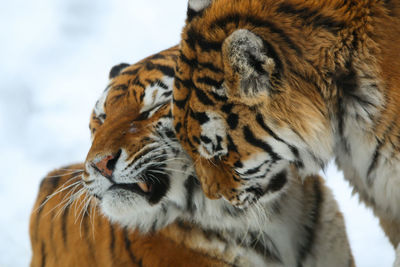 Amur tigers cuddling close up portrait