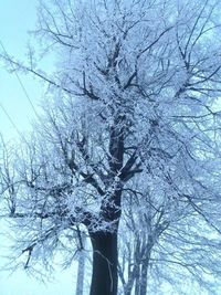 Low angle view of bare trees