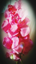 Close-up of pink flowers