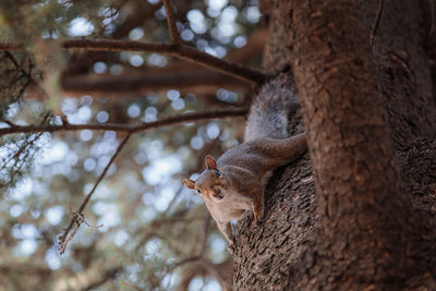 Squirrel on tree trunk