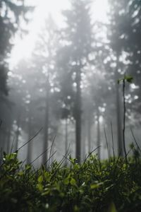 Close-up of plants growing on land