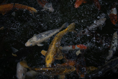 High angle view of koi carps swimming in water