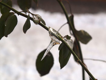 Close-up of leaves on plant