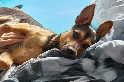 Close-up of man with dog