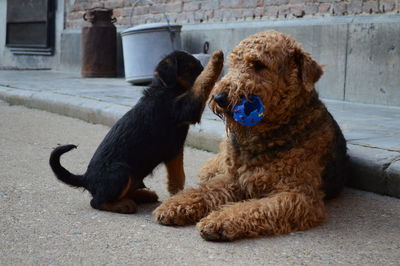 Airedale terrier and puppy on street