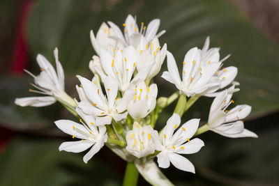 Close-up of white flowering plant