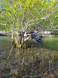 Bare trees on field in forest