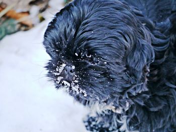 Close-up of black swan in snow