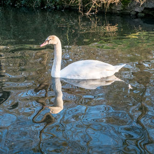 High angle view of swan swimming on lake